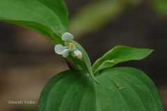 Commelina suffruticosa